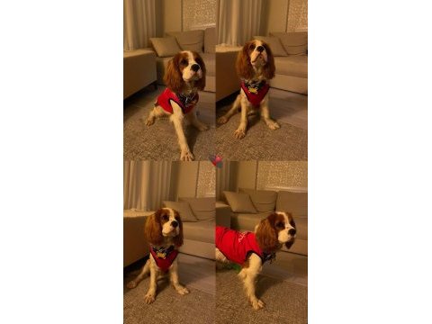 Arkadaş canlısı cavalier king charles
