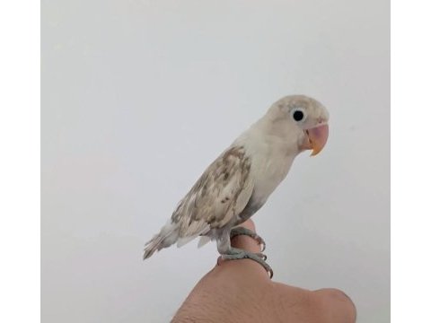 Yavru erkek cennet papağanı