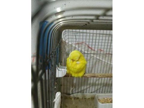 Show jumbo muhabbet kuşumuz
