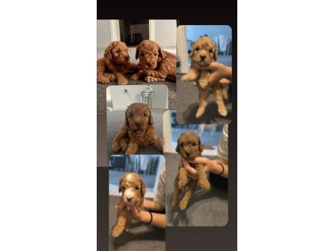 Şecereli toy poodle baba maltipoo anne