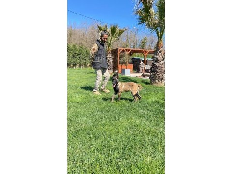Secereli eğitimli belçika malinois yavruları 