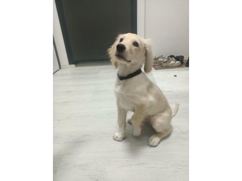 3 aylık erkek aşıları tam golden retriever