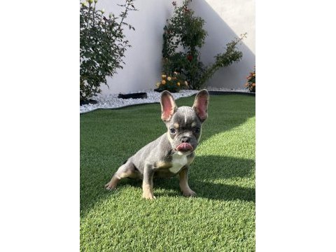 Fransız bulldog lilak tan ve blue yavrular