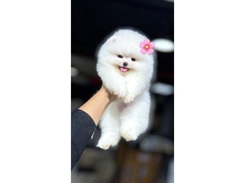 Türkiyenin en iyi üretim çiftliğinden pomeranian