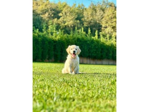 Golden retriever yavruları çiftlikten