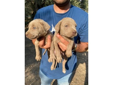 Cane corso blue yavrular