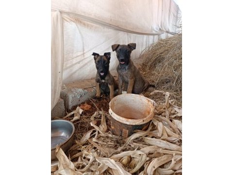 2 aylık zımba gibi erkek belcika kurdu malinois