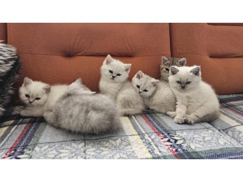 A kalite british shorthair yavrular