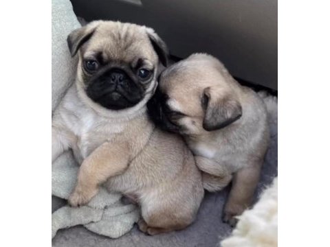 Basık burun orjinal rıfkı pug bebekler