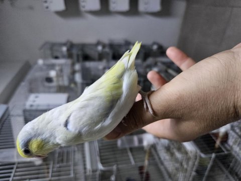 Yeme yeni düşmüş ve düşecek dişi forpus bebekler