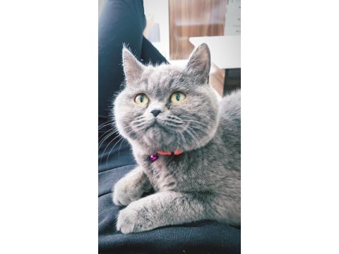 British shorthair