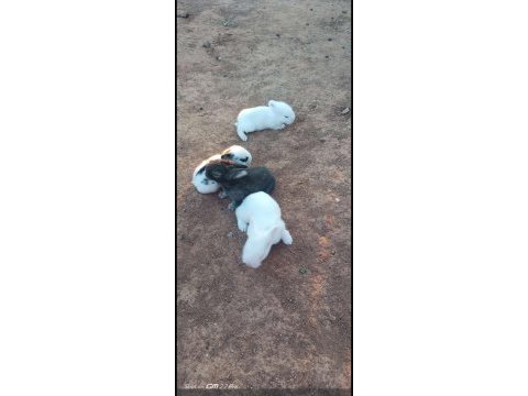 15 adet tavşan vardır