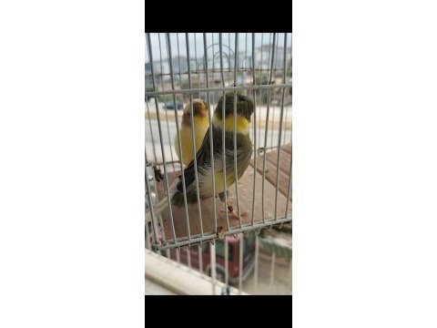 Hazır takım gloster kanaryalar