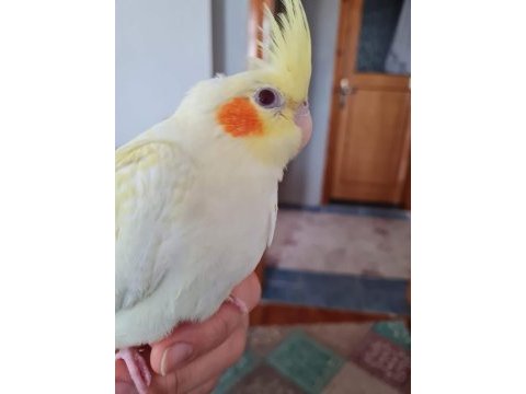 Temiz çift sultan papağanı