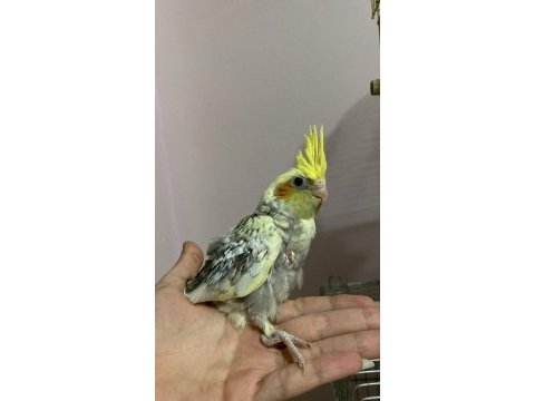 Yavru sultan papağanları