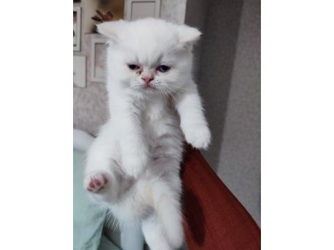 Bal tatlısı küçük exotic shorthair kızımız