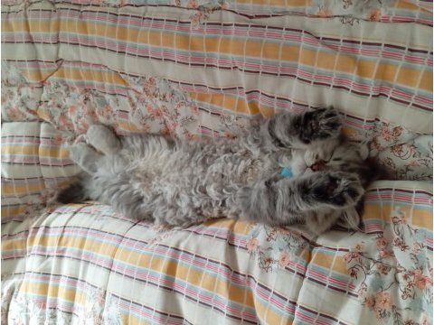 Gri british longhair (çok yaramaz)