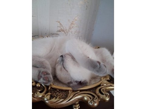 British blue point erkek 3 aylık