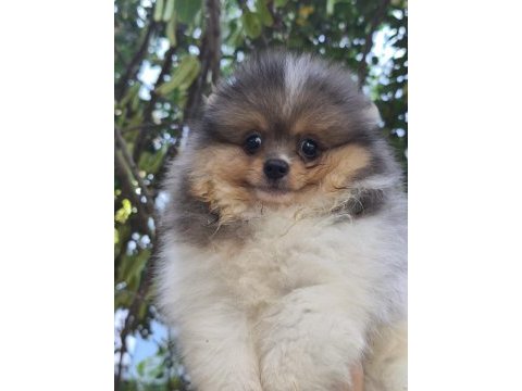 Pomeranian bebek suratımız yeni yuvasını arıyor