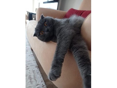 Son 1 yavru scottish fold
