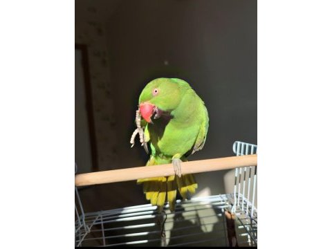 Erkek full evcil pakistan papağanı