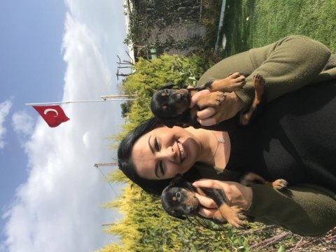 Safkan king doberman yavrularım