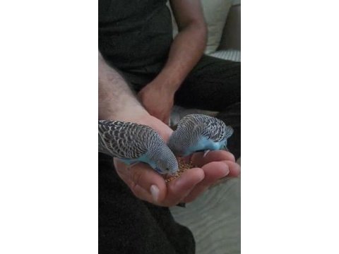 2 aylık yavru muhabbet kuşu