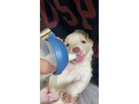 6 yavru köpeğimiz
