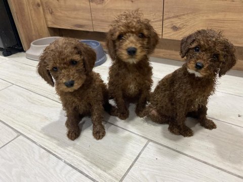 Red toy poodle sahiplendirme