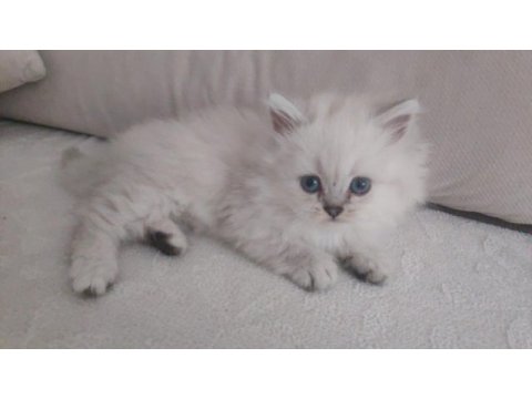 Güzeller güzeli blue point scottish straight erkek yavrumuz