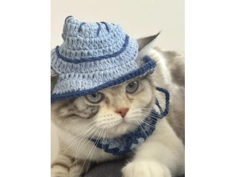 British blue point dişi kedimiz