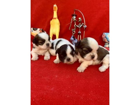 Shih tzu şitsu