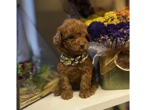 Tedi surat kore 585 gr oyuncak kaniş