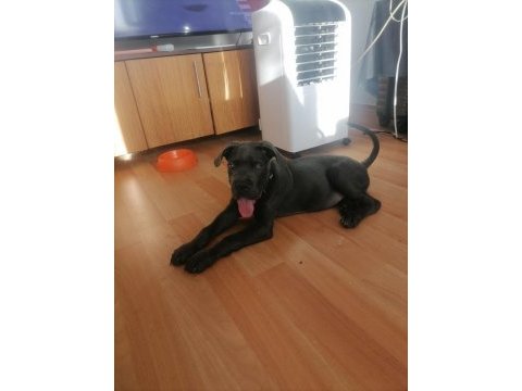 Safkan cane corso bebekler