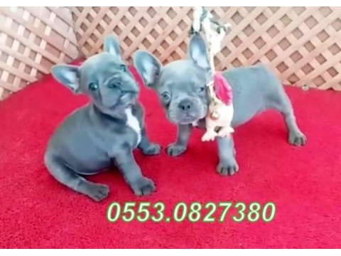 Blue quad french bulldog yavrular izmir