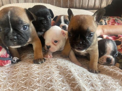 45 günlük french bulldog