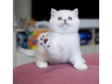 Kar topu mavi gözlü ns1133 british shorthair