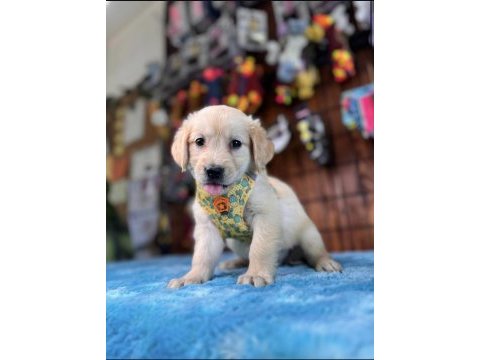 Burkem ailesi olarak ırk garantili golden retriever yavrular