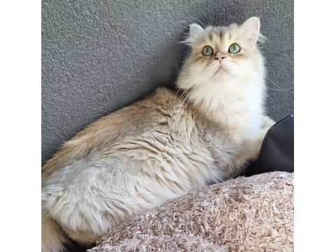 Golden şecereli erkek iran kedisi
