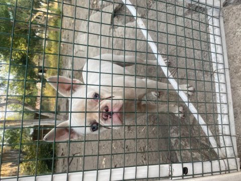 Platinyum french bulldog