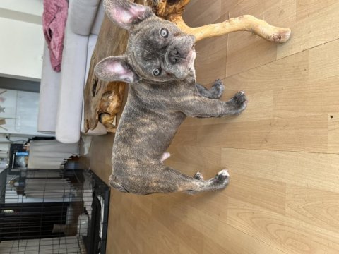 French bulldog gri blue eye