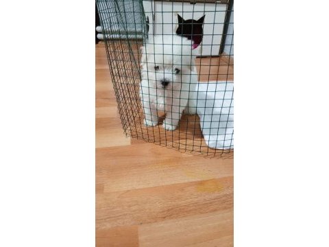 Maltese terrier 1,5 aylık