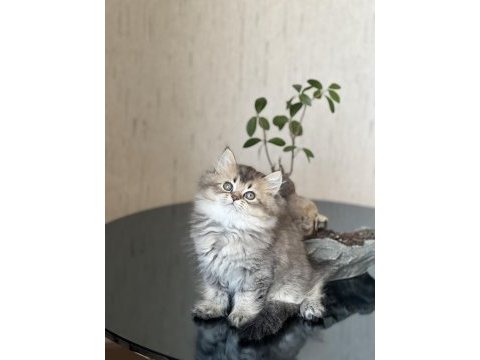 Ayı surat british longhair golden black yavrum