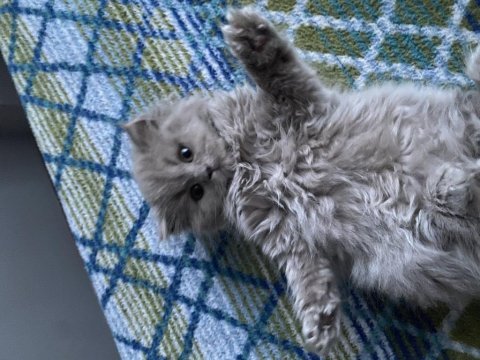 British longhair kedimiz