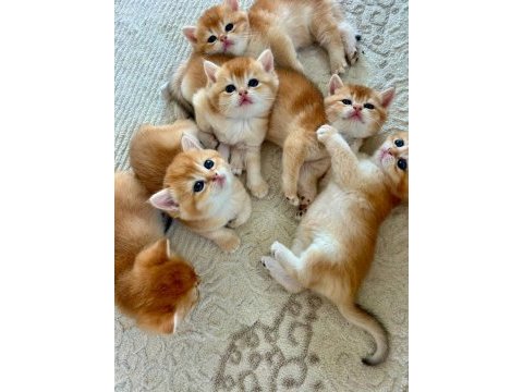 Birbirinden güzel golden british shorthair yavrularım