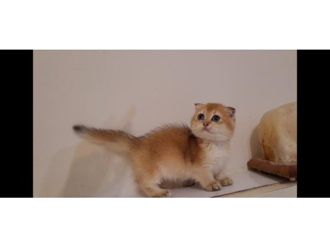 Munchkin kilt cüce golden scottish fold yavrumuz