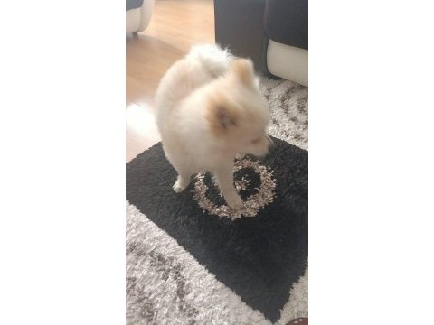 Acil pomeranian boo