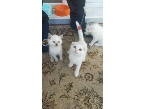A kalite british shorthair yavrular