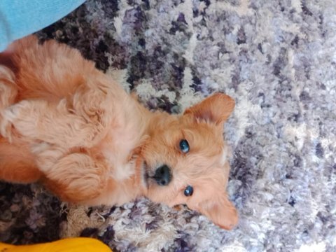 Minik maltipoo köpekler