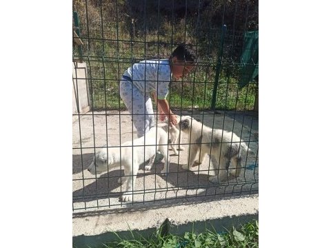 Dikkat çeken alabay yavruları